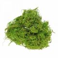 Floristik24 Fibre de tamarin fibre naturelle vert clair pour l&#39;artisanat et la décoration 500g
