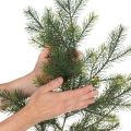 Branche de sapin artificielle décorative pour compositions florales créatives, 175 cm | Floristik24.be