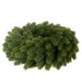 Couronne de branches de sapin artificielles, verte, ronde, 50 cm | Floristik24.be