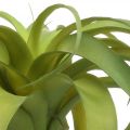 Floristik24 Tillandsia artificiel à coller vert clair plante artificielle 30cm
