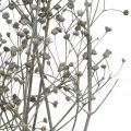 Floristik24 Fleur séchée Massasa branches décoratives blanchies 50-55cm bouquet de 6 pièces