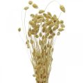 Floristik24 Fleur séchée Phalaris, bouquet d'herbe décorative, floristique sèche, nature bohème, blanchie L55cm 100g