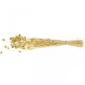 Fleur séchée Phalaris, bouquet d'herbe décorative, floristique sèche, nature bohème, blanchie L55cm 100g | Floristik24.be
