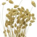 Floristik24 Fleur séchée Phalaris, bouquet d&#39;herbe décorative, floristique sèche, nature bohème, blanchie L55cm 100g