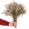 Bouquet de lavande de plage séchée (statice) 1 kg | Floristik24.be