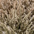 Bouquet de lavande de plage séchée (statice) 1 kg | Floristik24.be