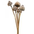 Floristik24 Capsules de fleurs de pavot séchées grande nature déco coquelicot 5pcs