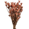 Floristik24 Fleurs séchées cumin noir décor rouge brun Nigelle 40cm 100g