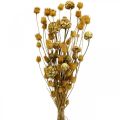 Floristik24 Bouquet de fleurs séchées artichaut fraise chardon naturel 40–55cm 100g
