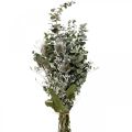 Floristik24 Bouquet de fleurs séchées eucalyptus bouquet de chardons 45-55cm 100g