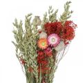 Floristik24 Bouquet de fleurs séchées Bouquet de fleurs des prés Rouge H50cm 150g