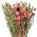 Floristik24 Bouquet de fleurs séchées paille fleurs grain coquelicot capsule Phalaris carex 55cm