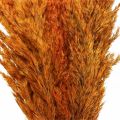Floristik24 Herbe séchée, carex, séchée, herbe déco, orange, 70 cm, 10 pièces