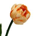 Floristik24 Bouquet de tulipes abricot 43cm