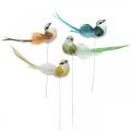 Floristik24 Déco oiseaux, décoration printanière, oiseaux à plumes, été, oiseaux sur fil, coloré H3,5cm 12 pièces