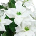 Floristik24 Bouquet de poinsettia blanc L45cm