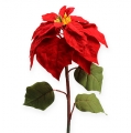 Floristik24 Poinsettia rouge 65cm
