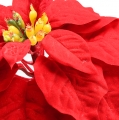Floristik24 Poinsettia rouge 65cm