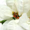Floristik24 Poinsettia Bouquet Blanc 52cm