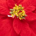 Poinsettia artificiel rouge à tige unique, décoration 82 cm | Floristik24.be