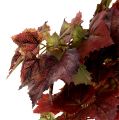 Floristik24 Porte-feuilles de vigne vert, rouge foncé 100cm