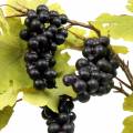 Floristik24 Branche de vigne avec raisins 76cm