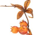 Branche d'aubépine