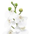 Floristik24 Orchidée artificielle blanche Phalaenopsis Real Touch 32cm