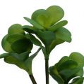 Floristik24 Kalanchoé à fleurs en thyrse vert 25 cm 3 p