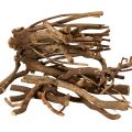Floristik24 Branches et rhizomes décoratifs en bois, séchés naturellement, 18 cm, 500 g