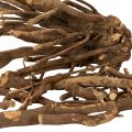 Branches et rhizomes