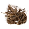 Branches et rhizomes