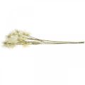 Floristik24 Xanthium fleur artificielle crème décoration d&#39;automne 6 fleurs 80cm 3pcs