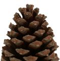 Floristik24 Cônes Pinus Maritima 10cm - 15cm naturel 3pcs