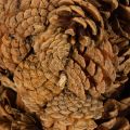 Pot de fleurs en forme de