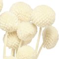 Craspedia pilons séchés crème 45-55cm 20 pcs | Floristik24.be
