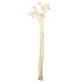 Craspedia pilons séchés crème 45-55cm 20 pcs | Floristik24.be
