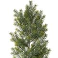 Floristik24 Guirlande de branches de sapin artificielles pour compositions florales créatives, 175 cm