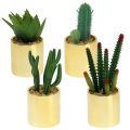 Floristik24 Cactus vert en pot doré 12cm - 17cm 4pcs