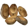 Floristik24 Pot de fleurs en noix de coco, naturel, 20 cm, lot de 5
