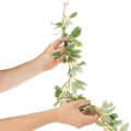 Guirlande artificielle à feuilles panachées, 175 cm | Floristik24.be