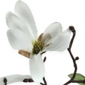 Floristik24 Branche décorative de magnolia 40 cm blanc 4 p.