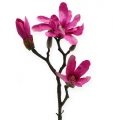 Floristik24 Branche de magnolia 45 cm 3 p.