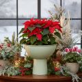 Bol décoratif avec support pour plantes, 25 cm | Floristik24.be